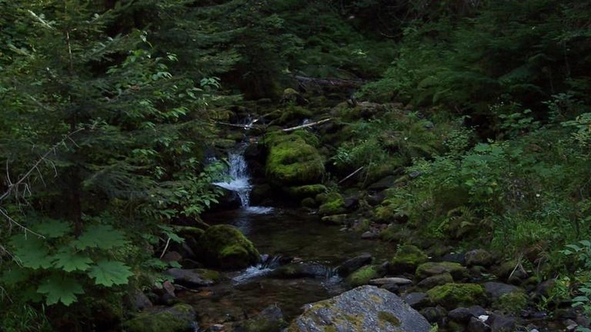 Placer Creek runs clear through the thick national forest near Wallace.