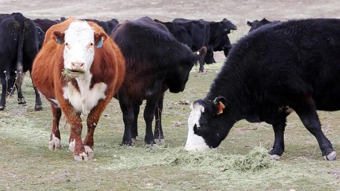 Cattle on the Little Cattle Company Ranch north of Middleton. Cattle prices are down now like many Idaho crops but without international trade the bottom would drop out of most farm markets.