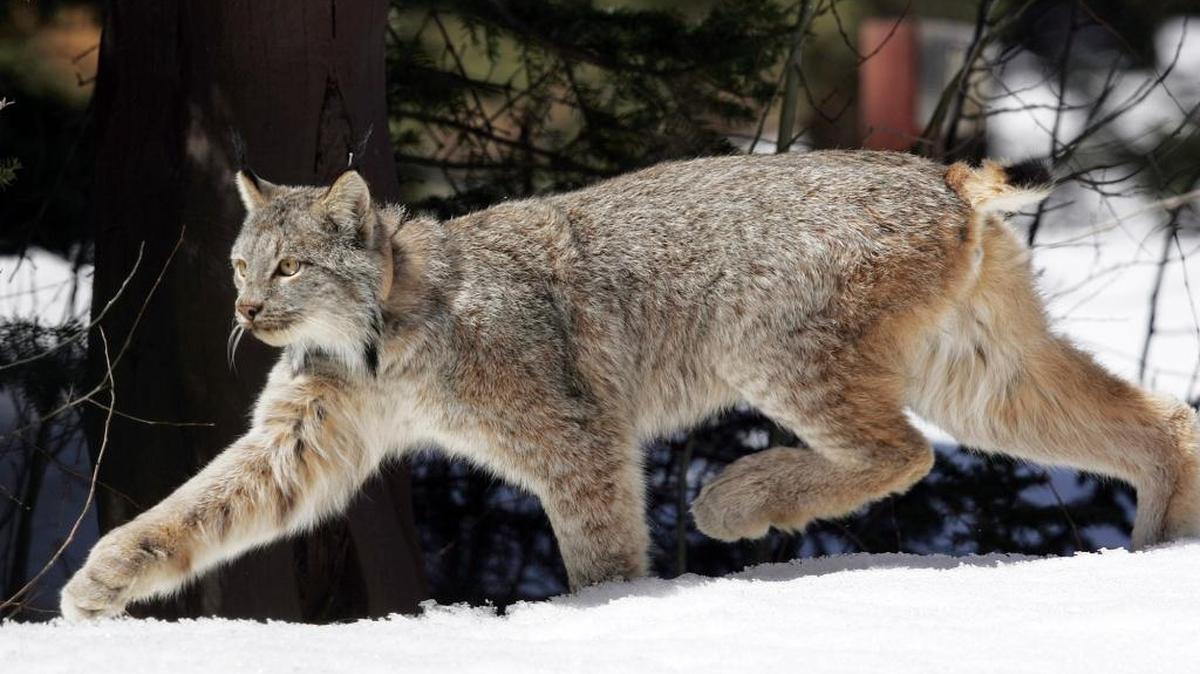 A Canada lynx traipses through the snow in Montana.