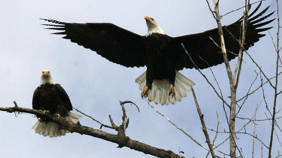 If Congress really wants to fix the Endangered Species Act, it should try these 5 ideas