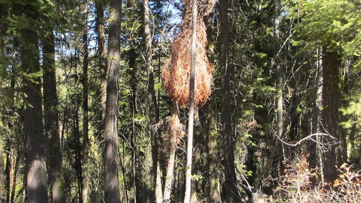 Dwarf mistletoe is a parasitic plant that kills both Douglas fir and Ponderosa Pine. Much of Bogus Basin has been infected and the Forest Service wants to remove dead and dying trees to slow its advance.