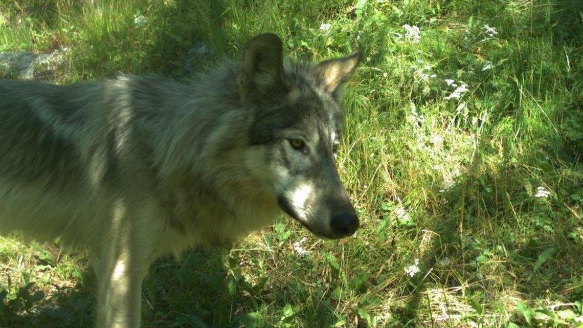 Idaho Fish and Game approves year-round wolf hunts after weighing over 27,000 comments