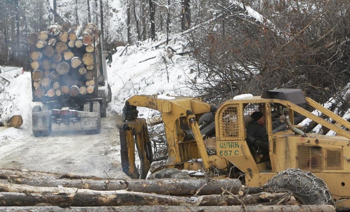 Logging operations continue near Lowman on a portion of the 190,000 acres burned by the 2016 Pioneer Fire in the Boise National Forest.