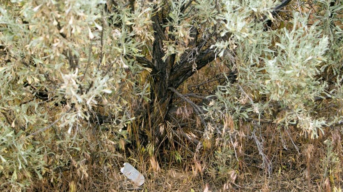 Protecting sagebrush is a big deal as we try to preserve the sage grouse’s habitat.