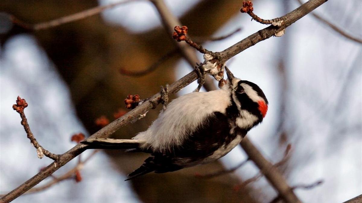 A downey woodpecker