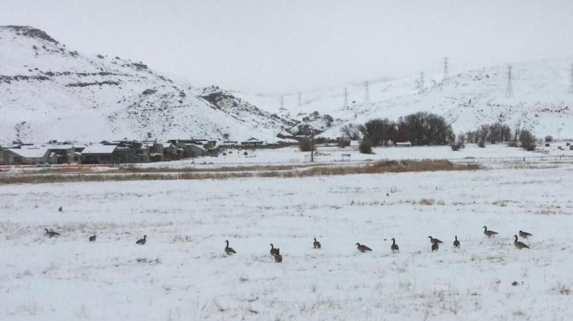 Find out what happened when two hunters started shooting at 500 geese in Meridian