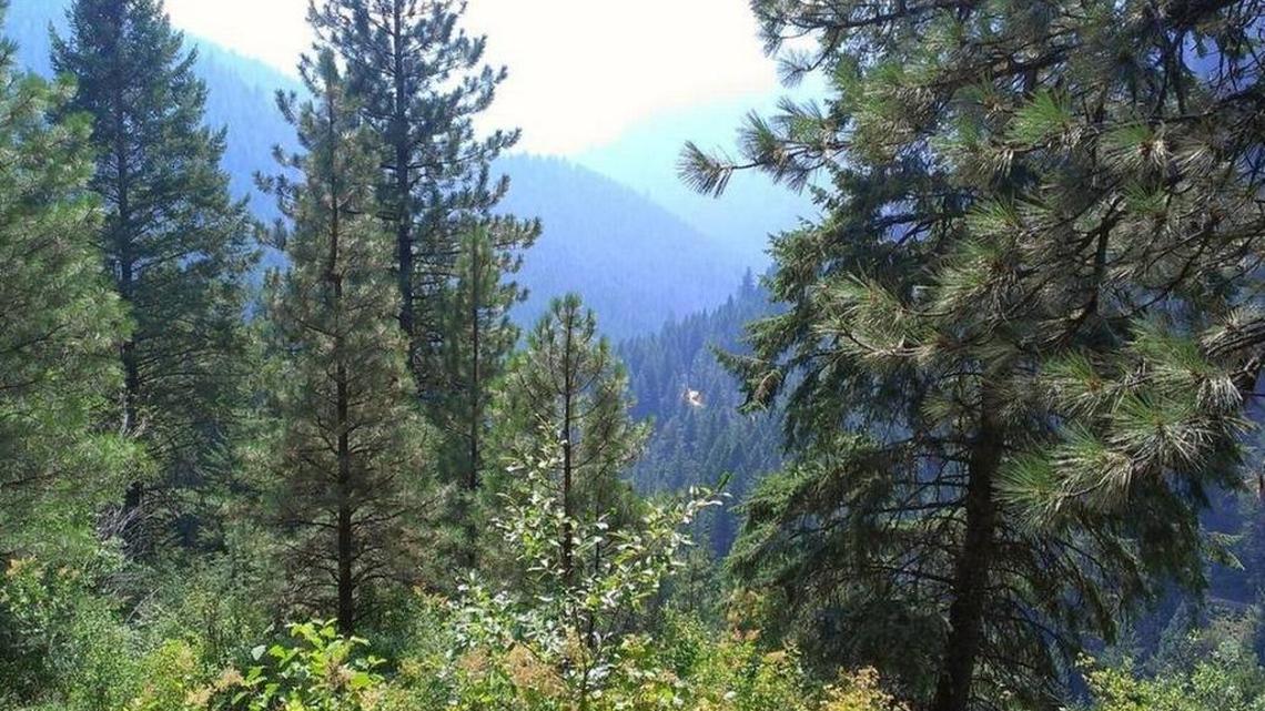 Forestlands near Banks, Idaho.
