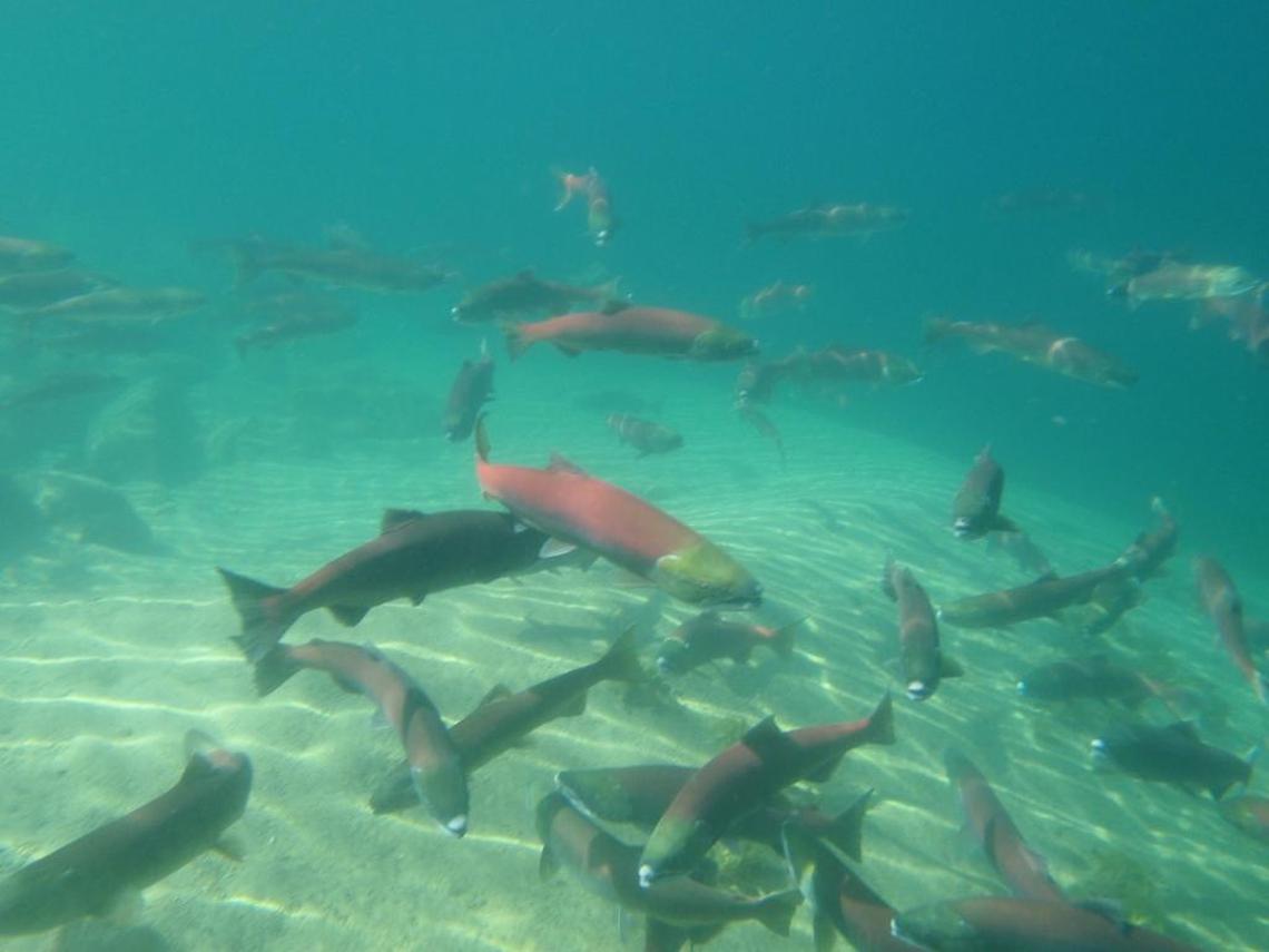 Sockeye salmon swim in Redfish Lake. The Sawtooth Valley lake is one of the nurseries for the endangered fish that has become a symbol of Idaho’s efforts to restore the wild.