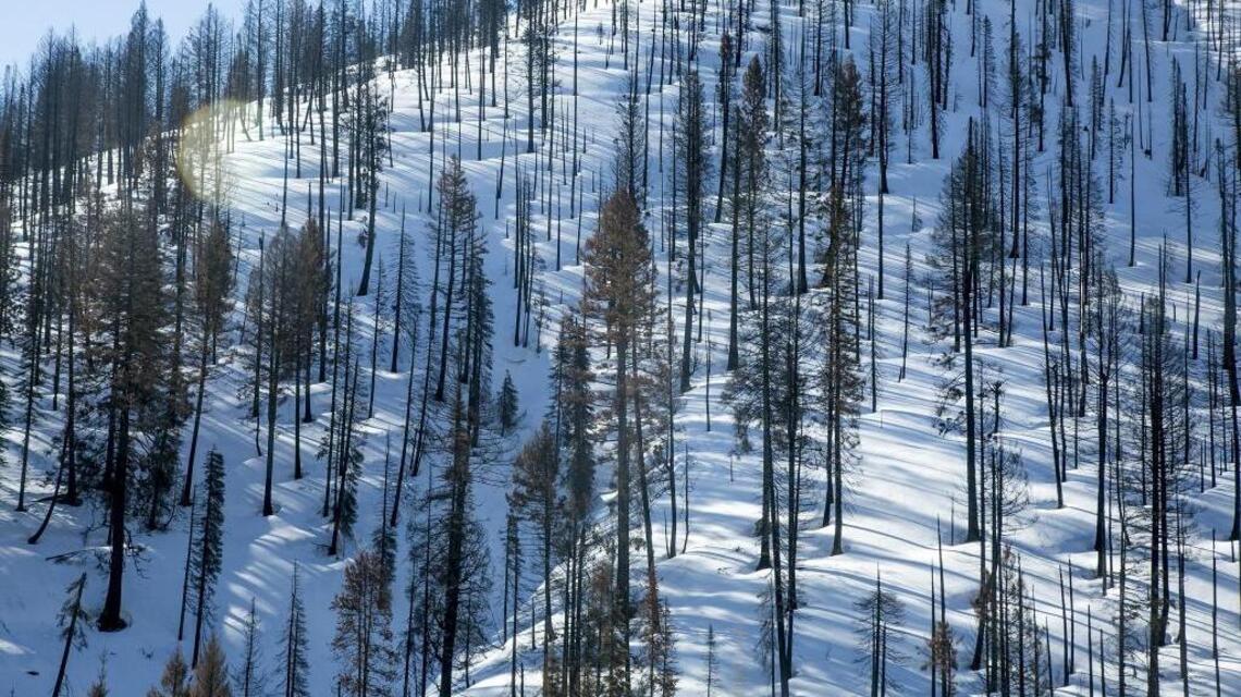 It’s easier for the Forest Service to use immigrant labor than to hire rural Idahoans