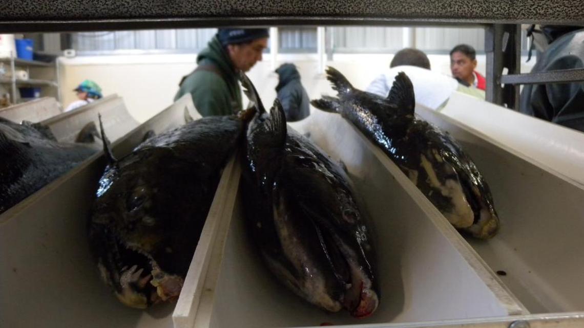 Nez Perce tribal fisheries staff work with endangered fall chinook in one of its hatcheries.