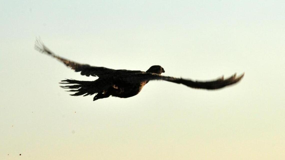 BLM shows its hand on mining limits aimed at protecting sage grouse