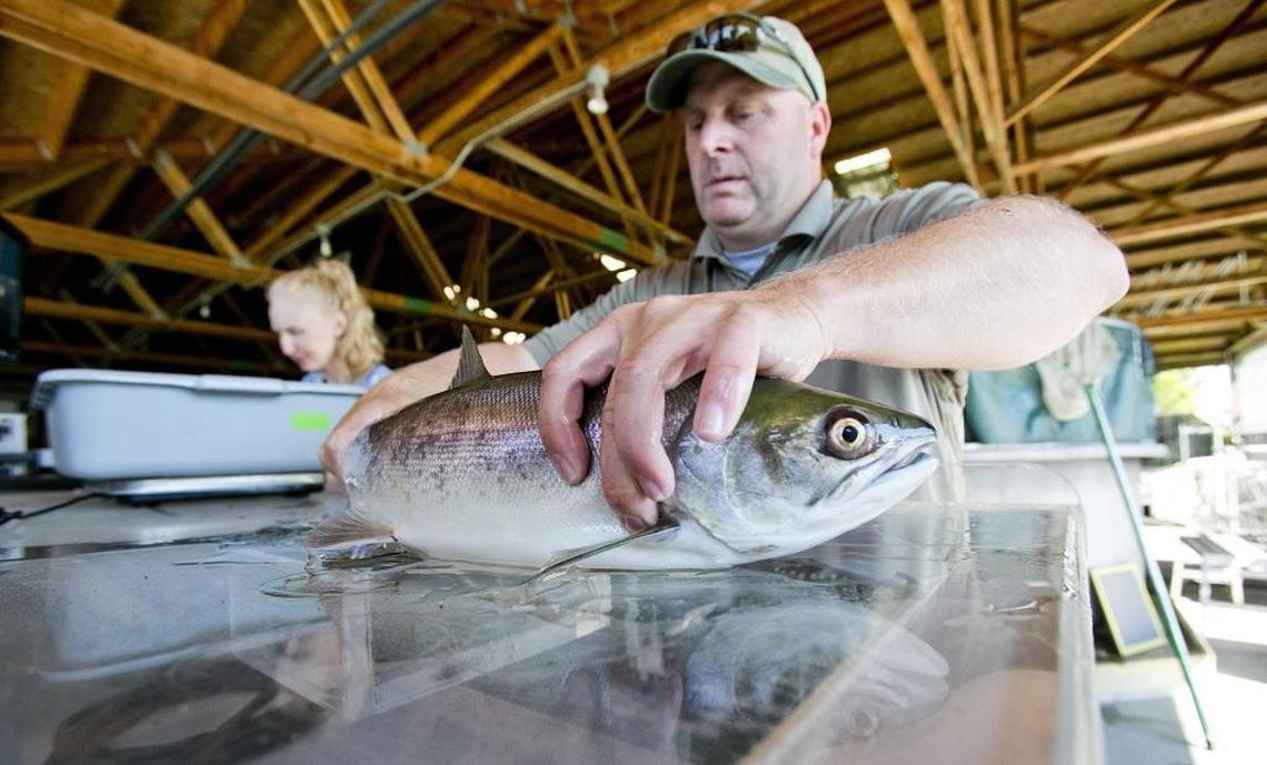 Travis Brown, assistant manager at the Eagle Fish Hatchery, checks a sockeye salmon for a transponder tag in 2015.