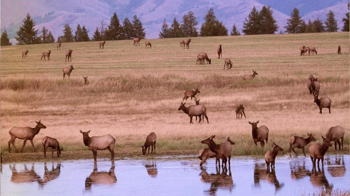 What’s the right way to balance hunter rights and traditions while recognizing landowner contributions? Elk herds are commonly found on and around agriculture land, and over the years the Fish and Game Commission has approved some special tags for landowners to recognize the damage to private property. But tags like that are at the heart of a conflict involving lawmakers, hunters, the F&G Commission and the governor.