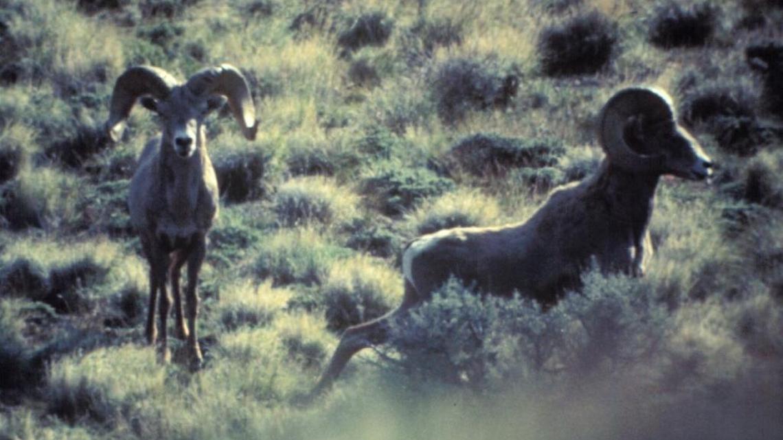 Bighorn sheep depend on public land throughout the West for their survival. They are prized by hunters, who have become among the strongest defenders of keeping public lands under federal ownership.