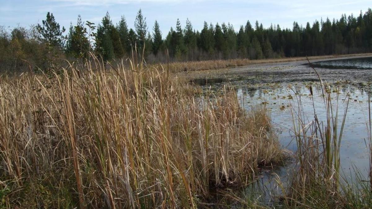 Lambertson Lake lies in what is known as Clagstone Meadows, forest land owned by Stimson Lumber Co. in Bonner County. Neighbors had fought development of the area, which was approved in 2006 but now they, the company and conservation groups hope to purchase an easement on the land for $7 million using federal Forest Legacy funds.