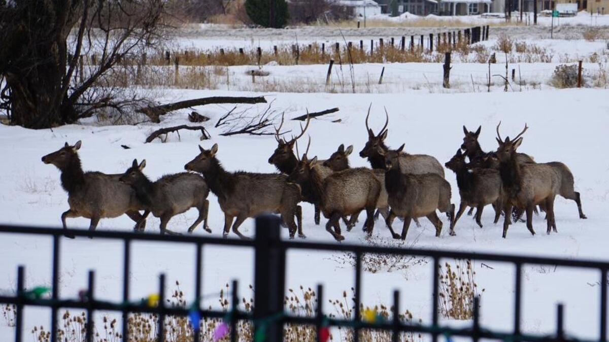 A herd of elk came down to Harris Ranch this weekend pushed by heavy snows from the foothills wildlife management area managed by the Idaho Department of Fish and Game. The agency is seeking a license and tag fee hike to pay for managing both game and non-game species with a “lock-in” provision that allows those with current licenses to keep the current fee.