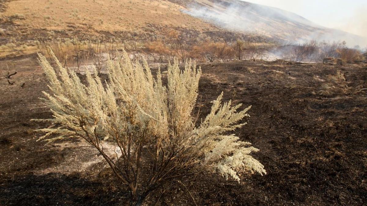 A sagebrush survives the Soda Fire in Owyhee County where much of the area burned already had lots of cheatgrass. Bureau of Land Management, state crews and ranchers are planting before the wonter comes hoping to jump start the rehabilitation.