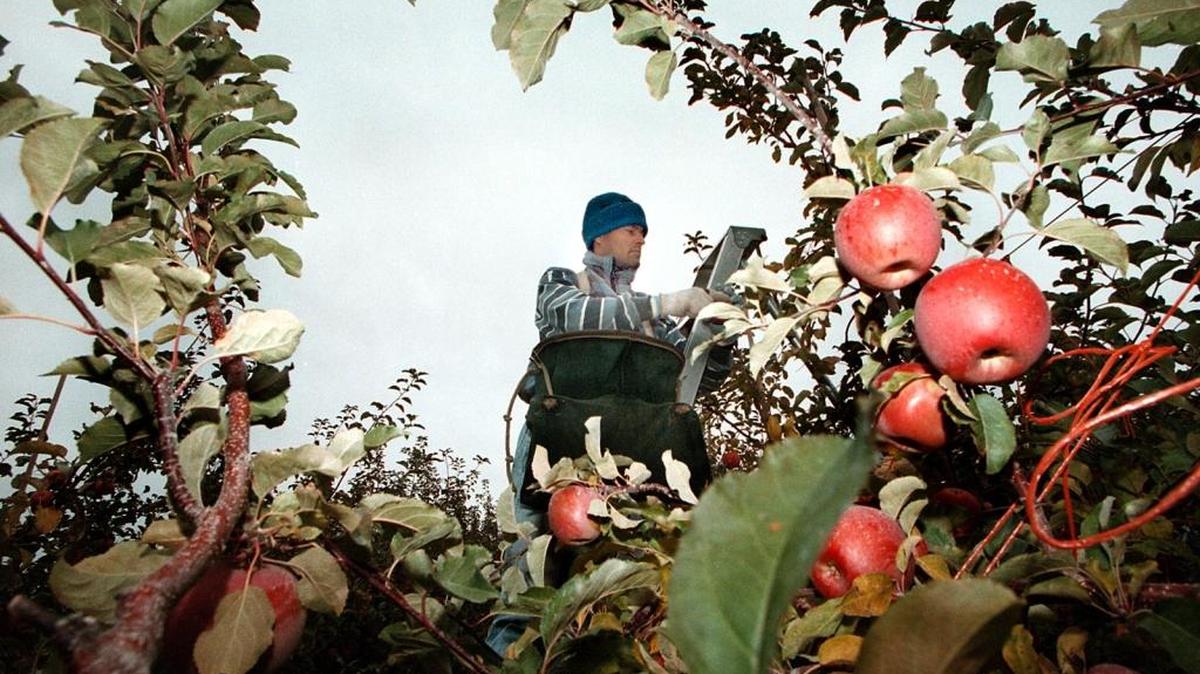 Fuji apples are harvested at Broetje Orchards by an army of workers. The trees get water pumped from the Snake River reservoir above Ice Harbor Dam in eastern Washington.