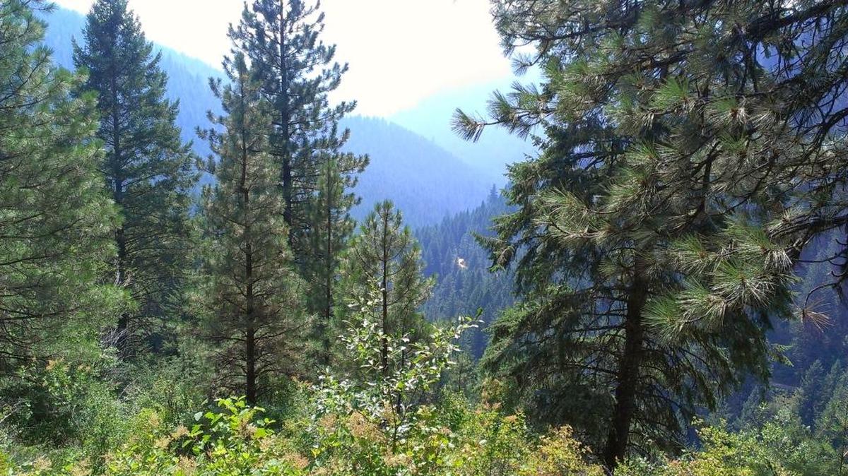 National forest land in Idaho. Utah lawmakers say they can make a case the federal government must dispose its public lands and the states should get it. Critics say its a long shot and not a good idea.