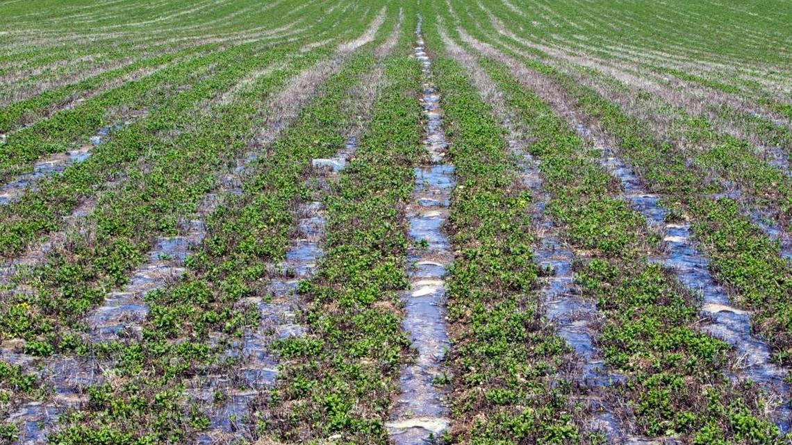 Mint production has been decreasing in Idaho because of the challenges in getting rid of pests.