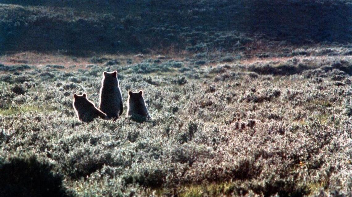 Idaho could decide this week to let you hunt grizzly bears