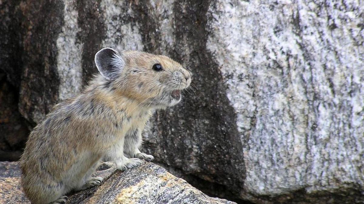 Pikas are often seen as an extinction threat from climate change, but a new study says they likely will survive.