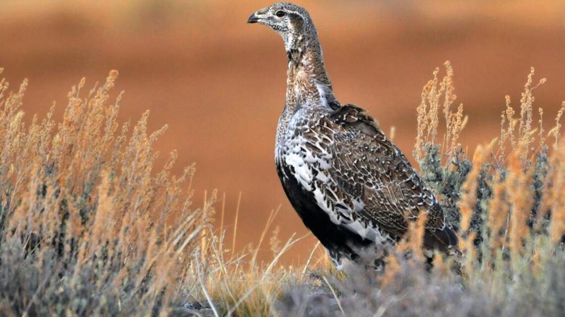 Federal judge tosses Otter’s sage grouse lawsuit against Obama administration