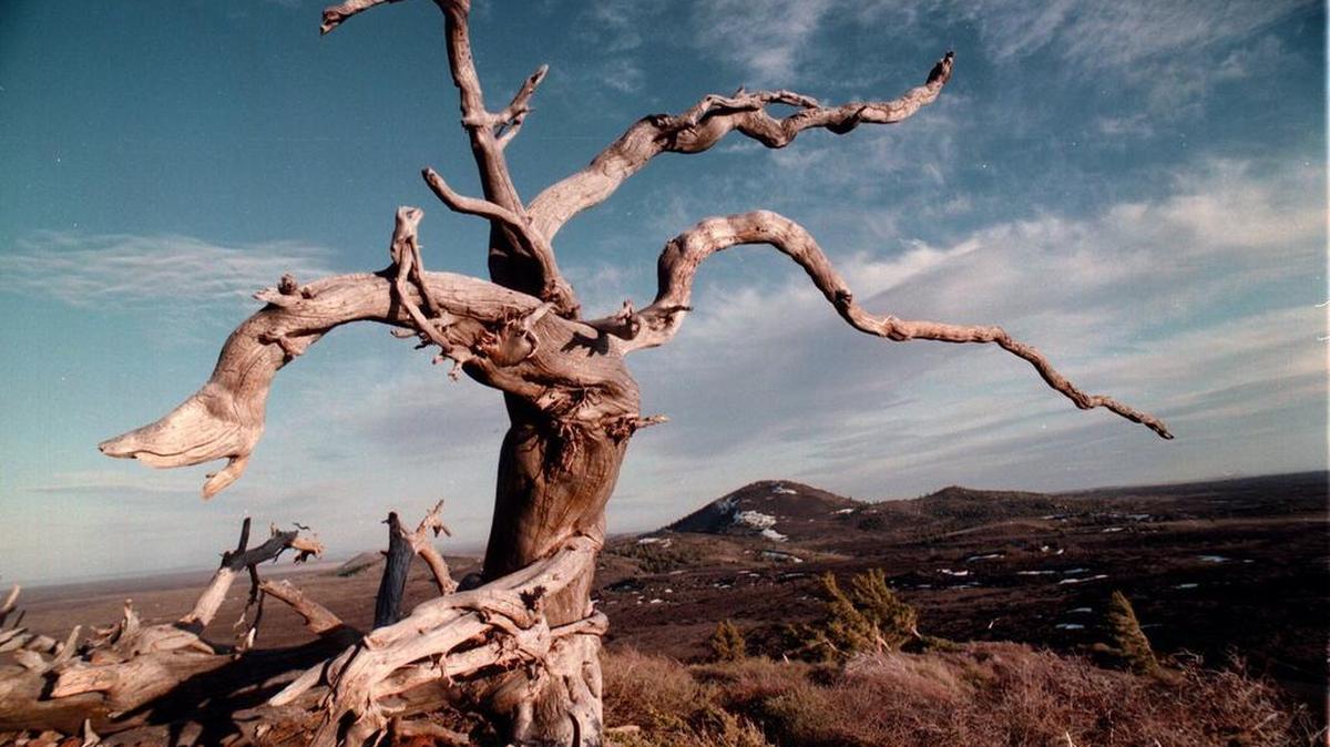 At Craters of the Moon National Monument in Idaho, a wind-whipped limber pine at Inferno Cone frames Big Cinder Butte. At about 800 vertical feet (6,515 feet in elevation), it’s one of the world’s largest purely basaltic cinder cones.
