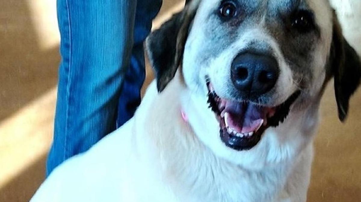 Cathleen, a 6-year-old Great Pyrenees mix, has been adopted.
