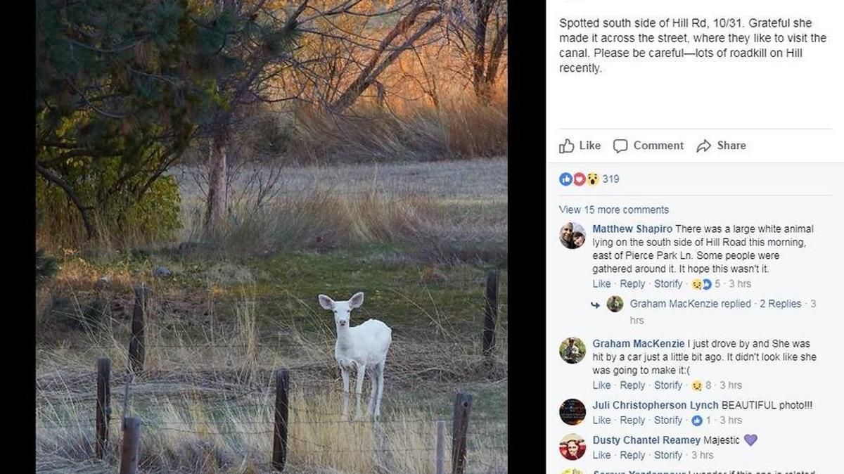 Kristin Link shared this photo of an albino doe on Hill Road to the North End Facebook group. The photo was taken by her husband, Chris.