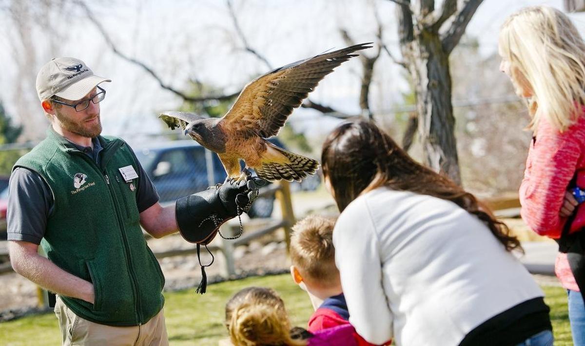 Curtis Evans, volunteer coordinator at The Peregrine Fund’s World Center for Birds of Prey south of Boise, shows off a female Swainson’s hawk during a live bird demonstration.