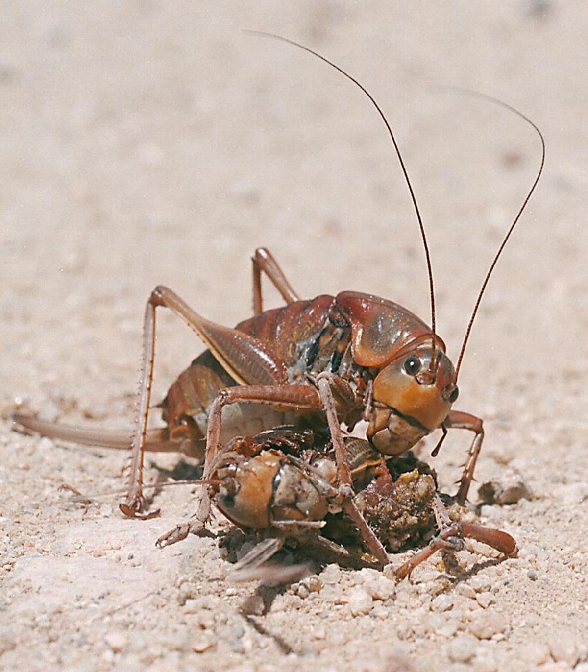 In this file photo, a Mormon cricket feasts on a dead cricket killed by a car on a rural road north of Reno, Nev. Farmers in the U.S. West face a creepy scourge every eight years or so: Swarms of ravenous insects that can decimate crops and cause slippery, bug-slick car crashes as they march across highways and roads. The 2017 swarms are affecting Idaho, Oregon and other Western states.