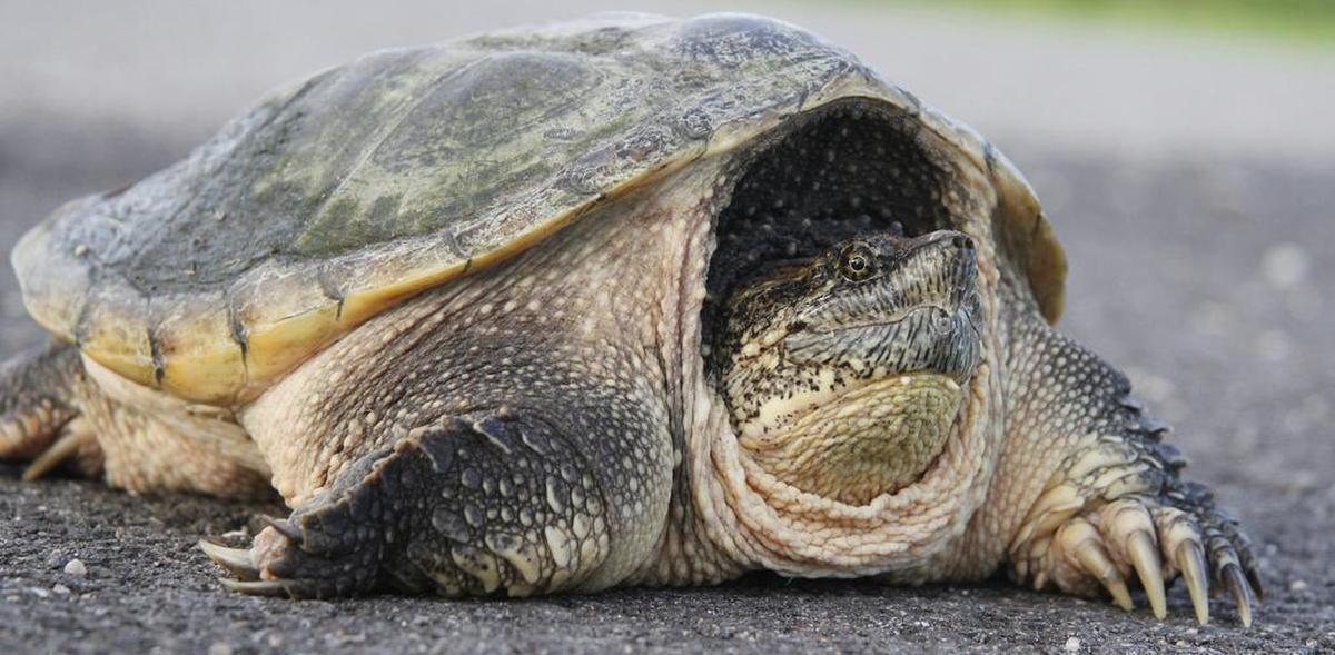 Snapping turtles can live for over 40 years in freshwater ecosystems, causing huge issues for native species.