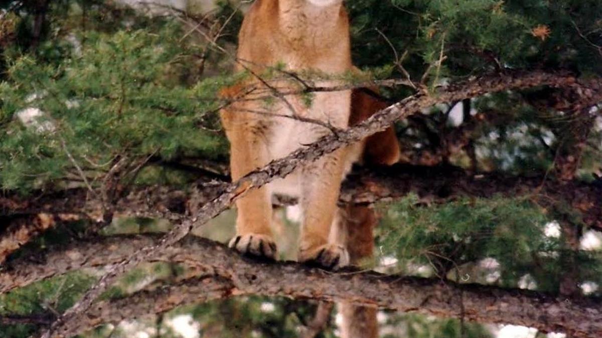 For cougars, the Foothills and Boise River are places they come to find prey, such as deer.