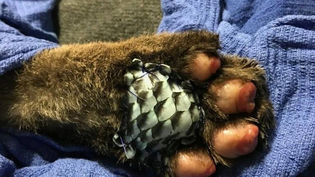 Sterilized tilapia skin is sutured onto the lion’s paw to cover the burned tissue. Although the lion will likely eventually chew off the bandage, veterinarians hope it will stay in place long enough to speed the healing process.