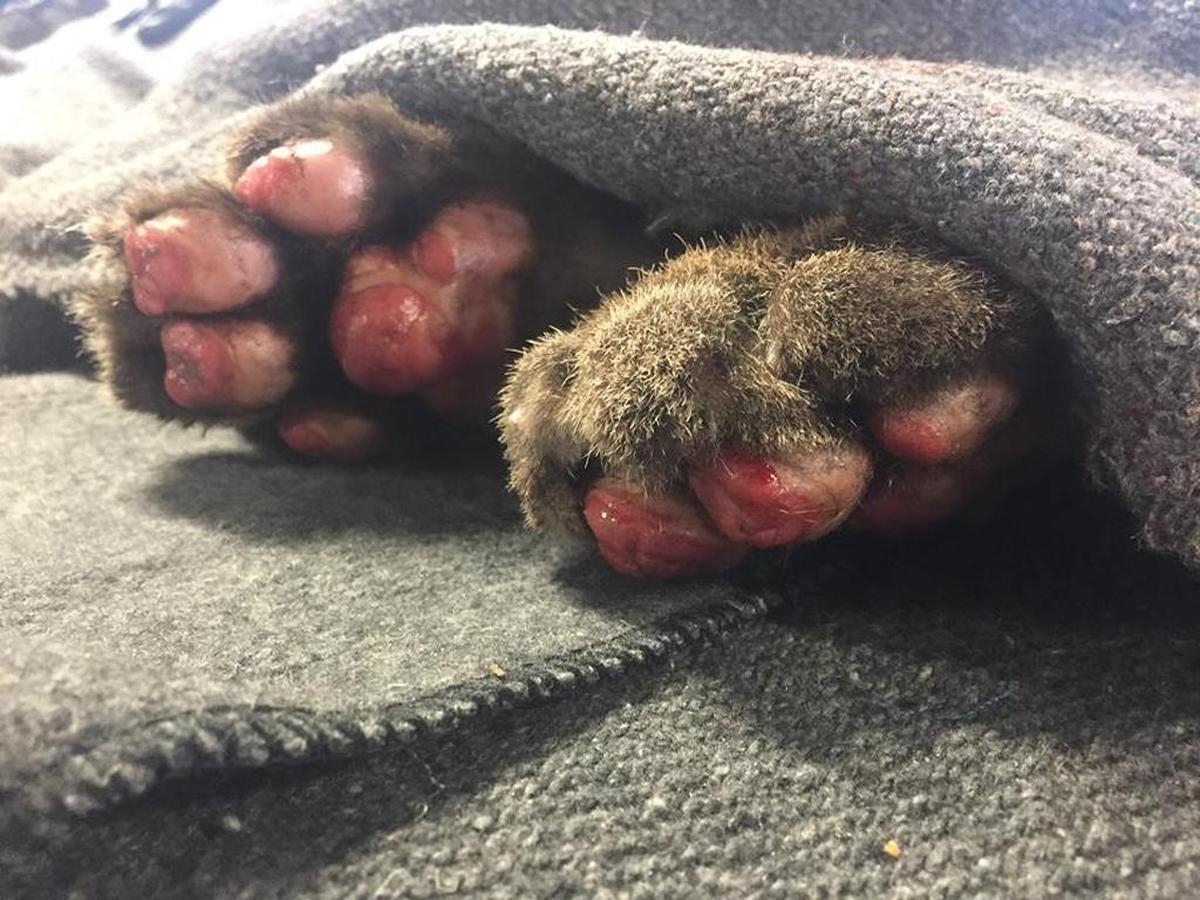 A close-up of the kitten’s burned paw pads.