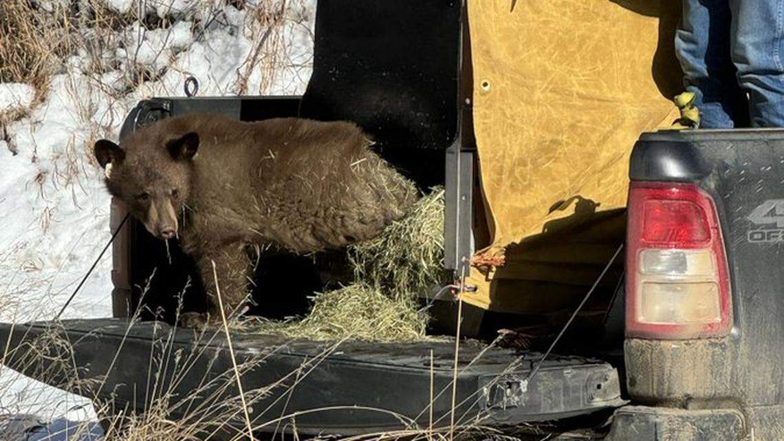 An orphaned bear cub hesitates before leaping out from the truck back into its original home in the Colorado wilderness.