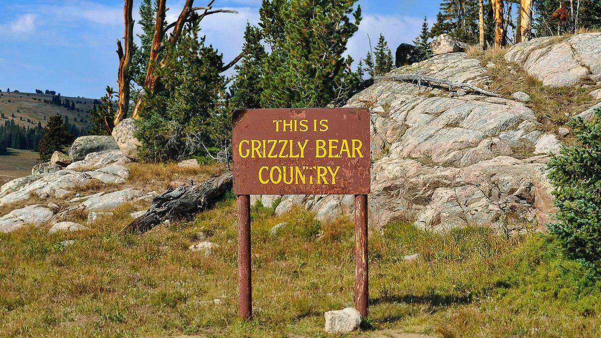 Anglers shot and killed a grizzly bear after they surprised it in thick vegetation along a creek in the Montana wilderness.