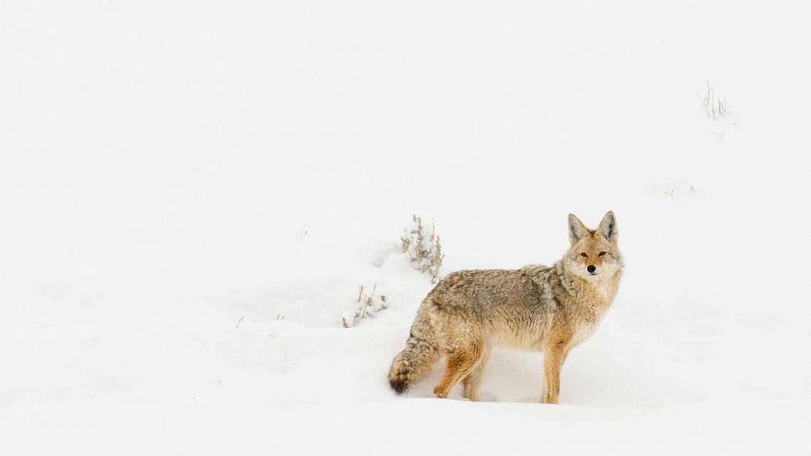 A 70-year-old man from Iowa was wounded while out hunting coyotes in southeastern Colorado — after one of his hunting partners shot him with a shotgun.