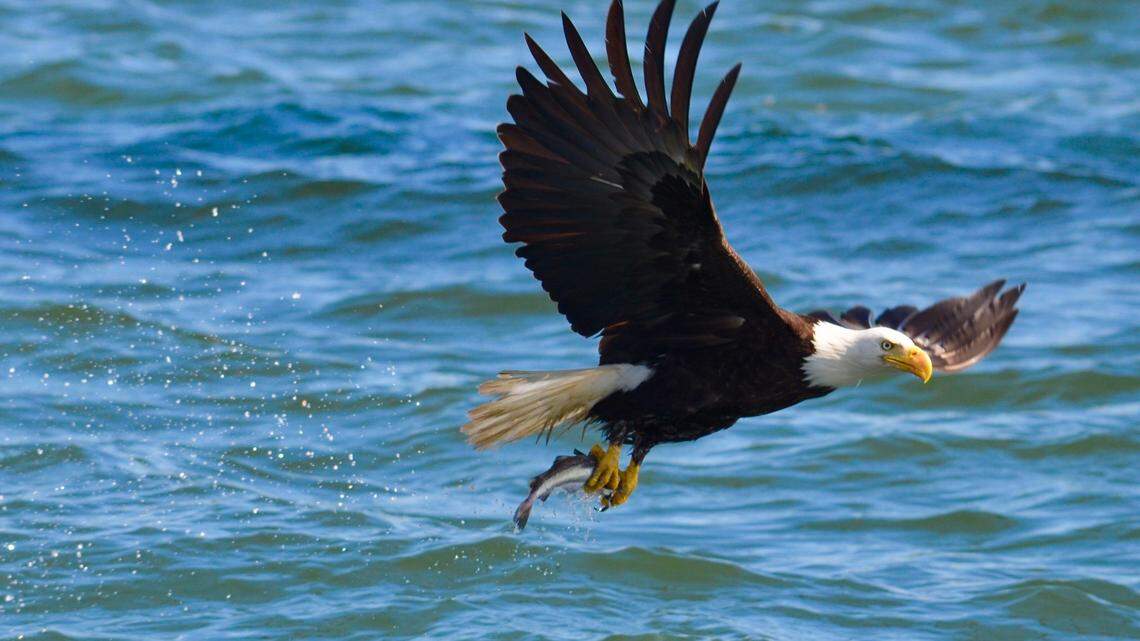 A bald eagle (not the one pictured) died after being shot with BBs at Lake Pend Oreille in Idaho, officials said.