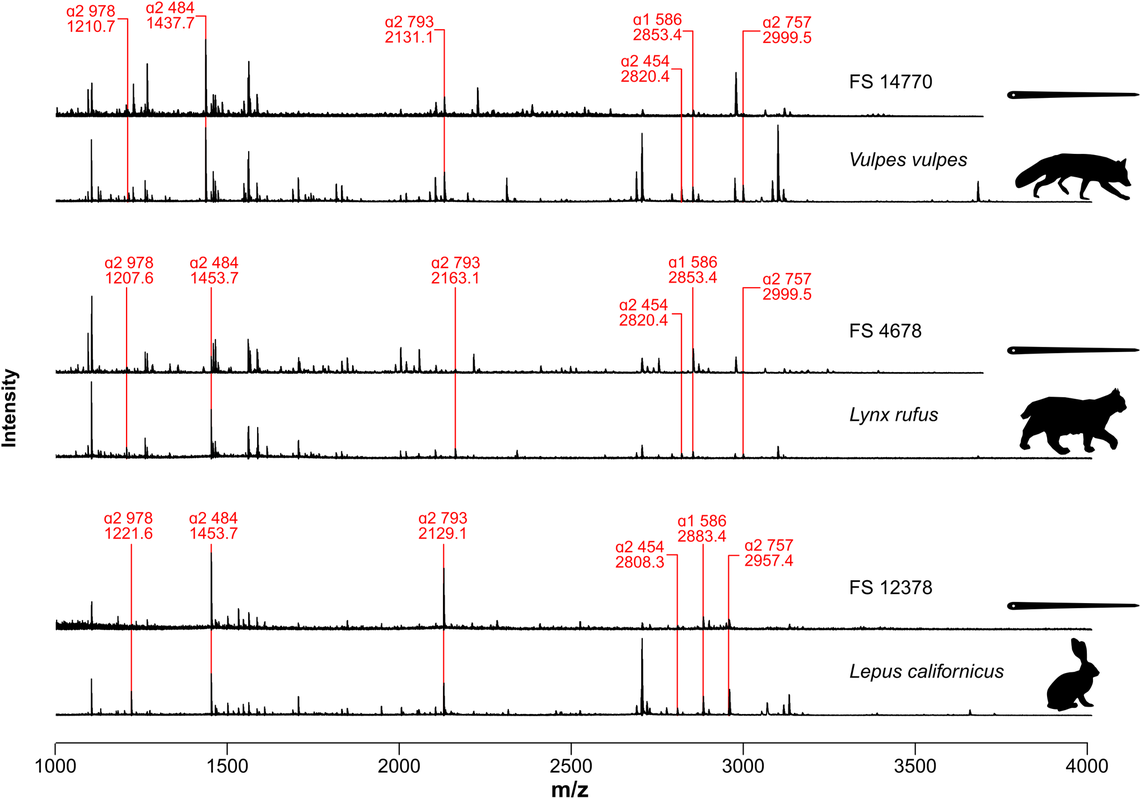 The fur-bearers included “foxes, hares or rabbits, and cats such as bobcats, mountain lions, lynx and possibly even the now-extinct American cheetah.”