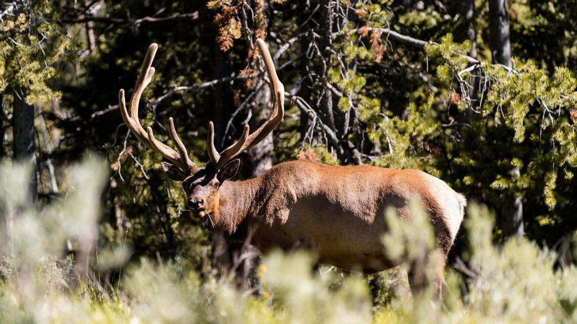 Game wardens are seeking the poacher responsible for leaving the headless bodies of four bull elk to waste in southwest Montana.