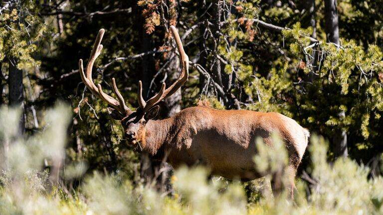 Why Idaho's elk need roadless public land to survive motorized impacts | Opinion