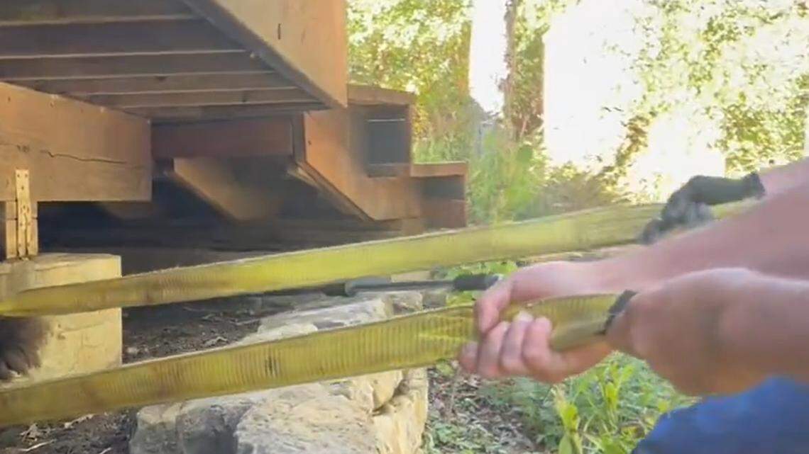 Wildlife officers try to remove a massive creature from under a homeowner’s deck in Colorado after they walked down the steps and heard it “growl and huff” at them, video shows.