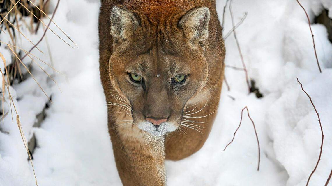 Police shot and killed a mountain lion that roamed near a middle school campus in Colorado, officials said.