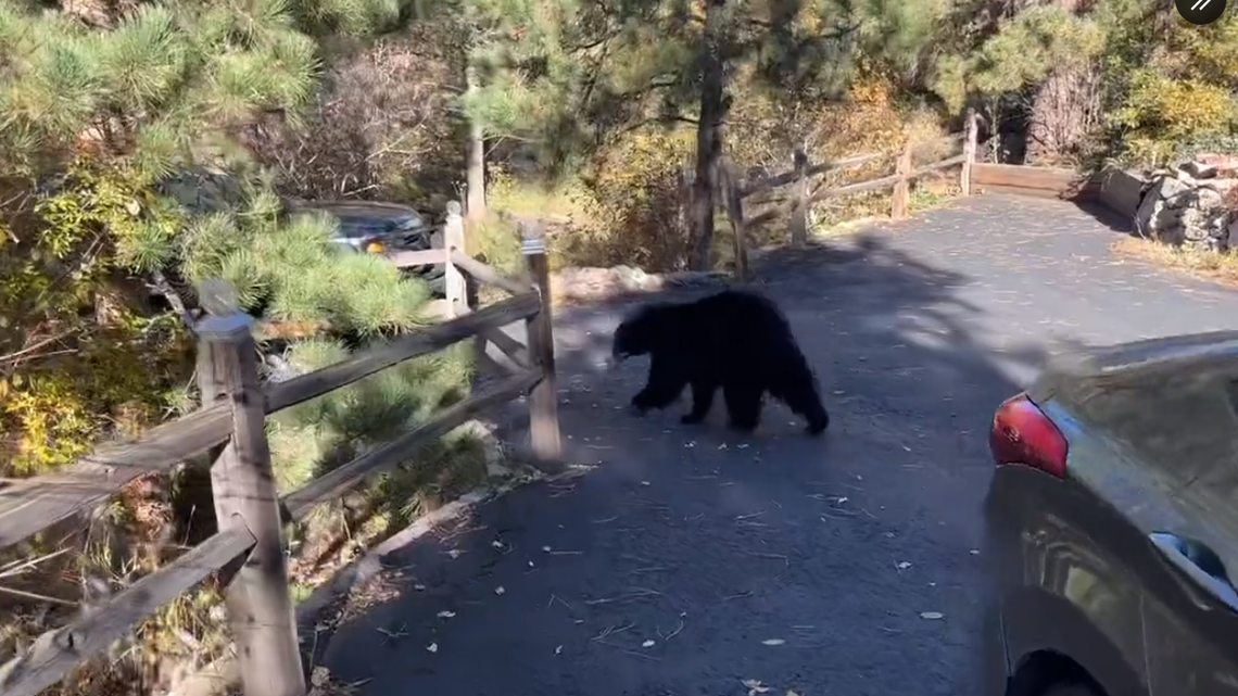 A hungry bear smelled something sweet inside a car in Colorado, and tore the car apart to get to it.