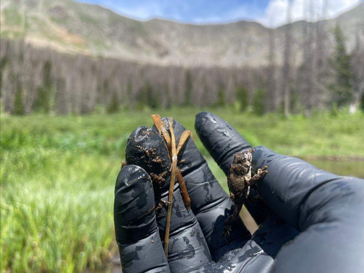 The tadpoles are no bigger than the tip of Cammack’s thumb.