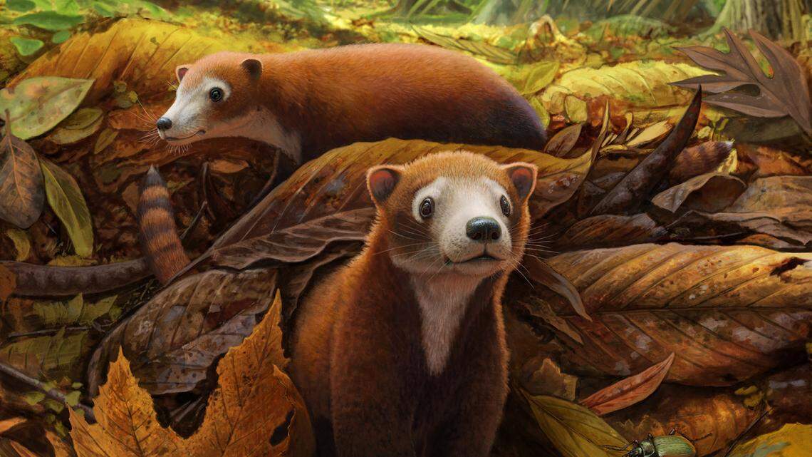 Fossils from a newly discovered species of mammal in Colorado may offer clues into how life rebounded after Earth’s last mass extinction that killed off the dinosaurs, researchers say.