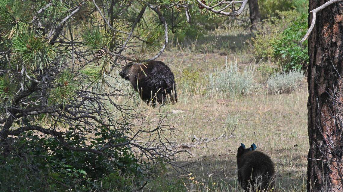 A family of bears that got a little too comfortable around people caused some “trouble” in a Colorado town, so wildlife officials moved them to a new home far away from residential areas.