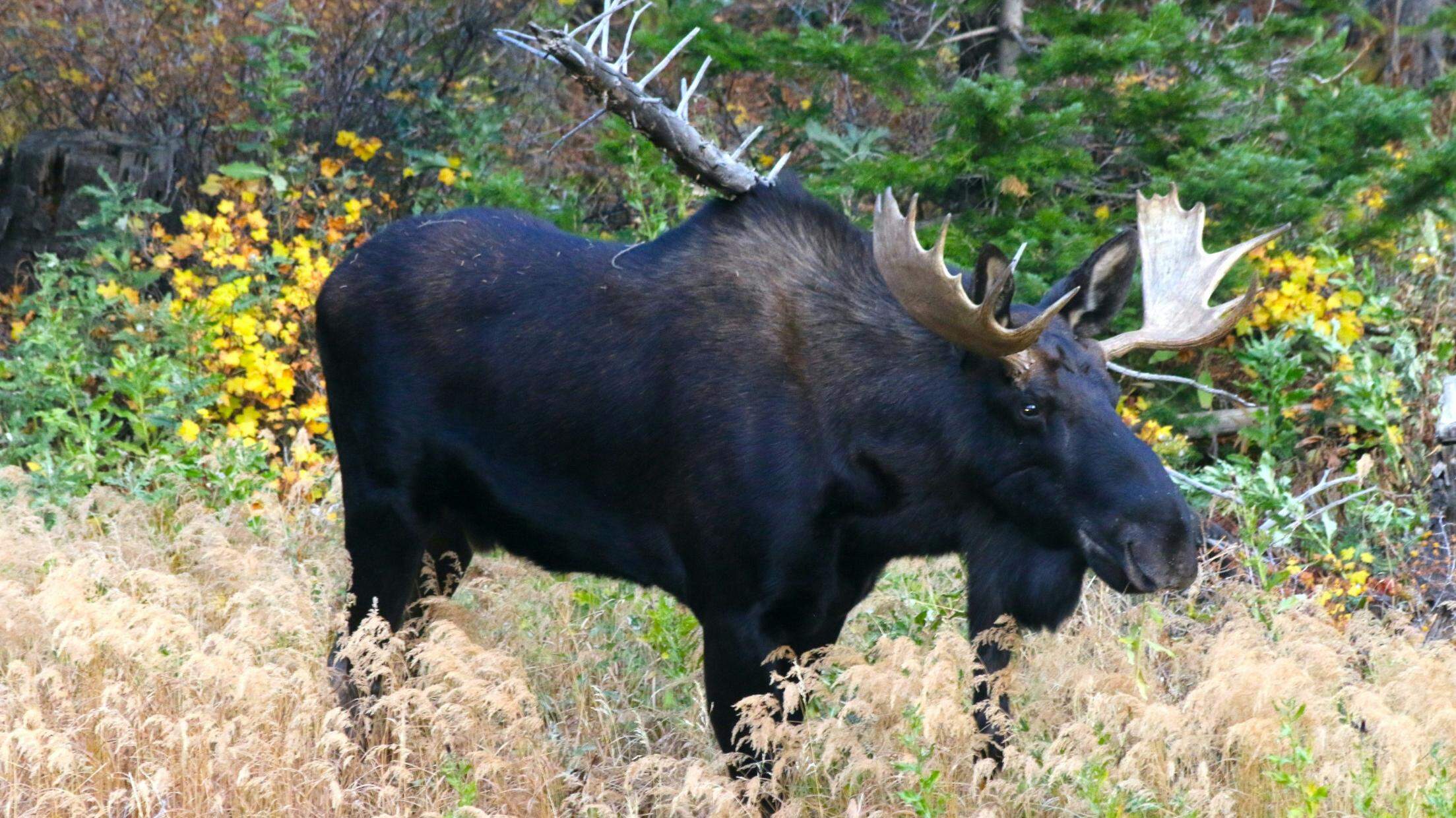 Idaho man banned from hunting for life after poaching deer, moose